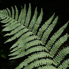 Caucasian Wood Fern