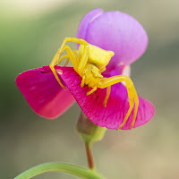 Thomisidae di fabio_sartori