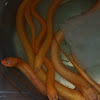 Asian swamp eel