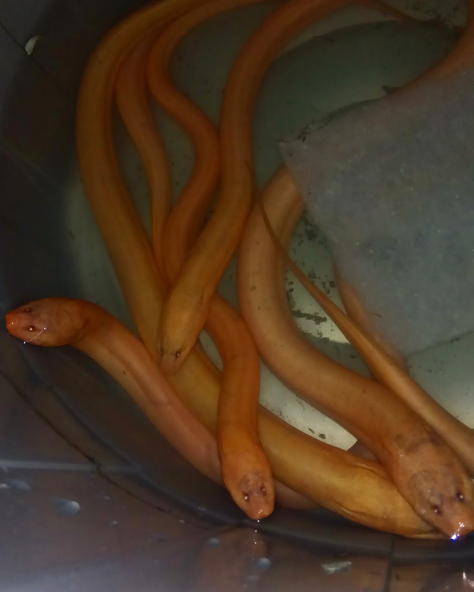 Asian swamp eel