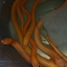 Asian swamp eel