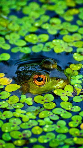 Frog Lock - Slide To Unlock