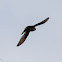 Crag Martin; Avión Roquero