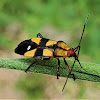 Six-spotted Milkweed Bug