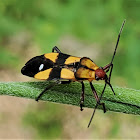 Six-spotted Milkweed Bug