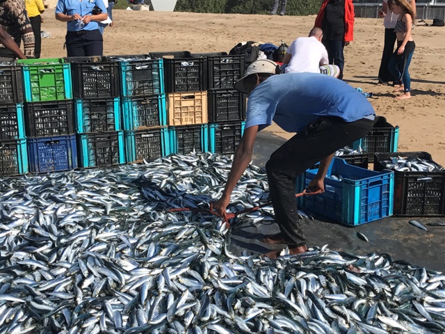 Sardine fever has hit the KwaZulu-Natal south coast.