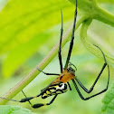 Long jawed orb weaver