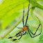 Long jawed orb weaver