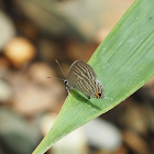 Common Cerulean