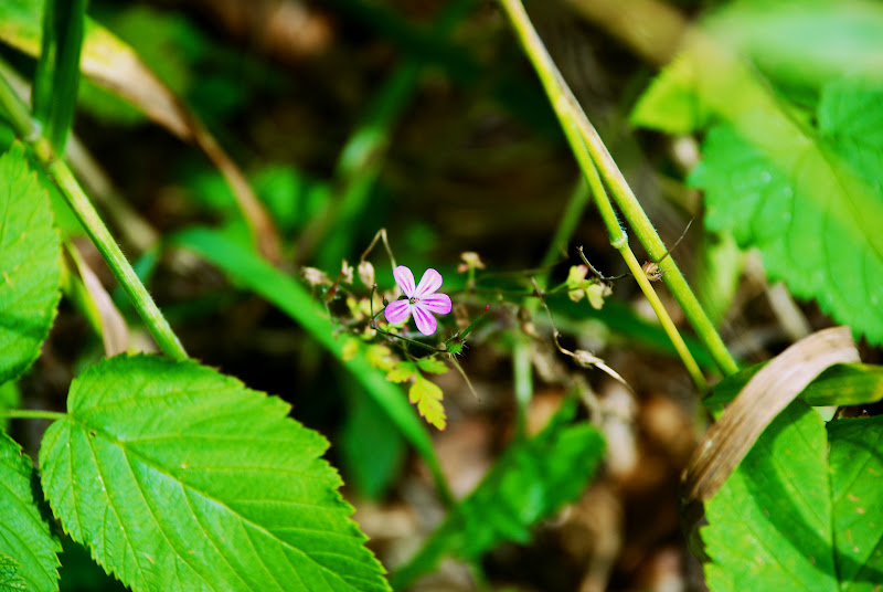 Pink into the Green di luiker