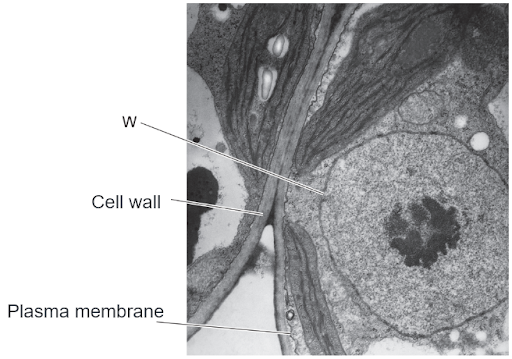 Solution Image