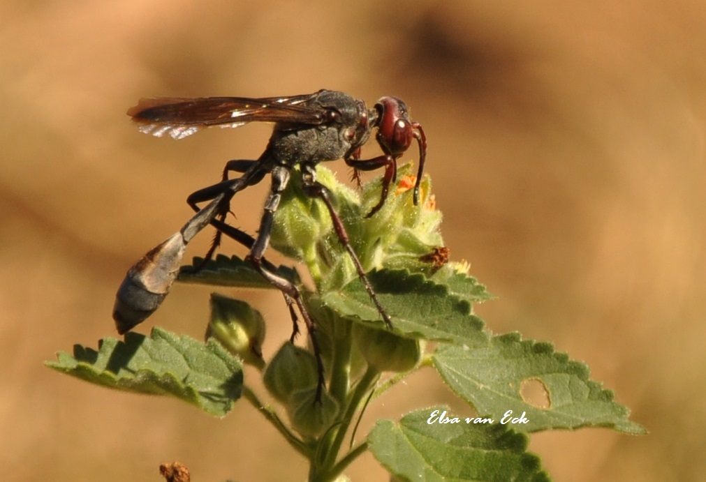 Paper Wasp