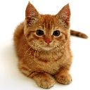 Cute Cat