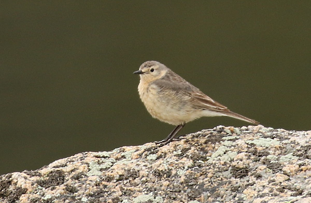 American Pipit