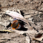 Red Admiral