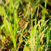 Halloween Pennant Dragonfly