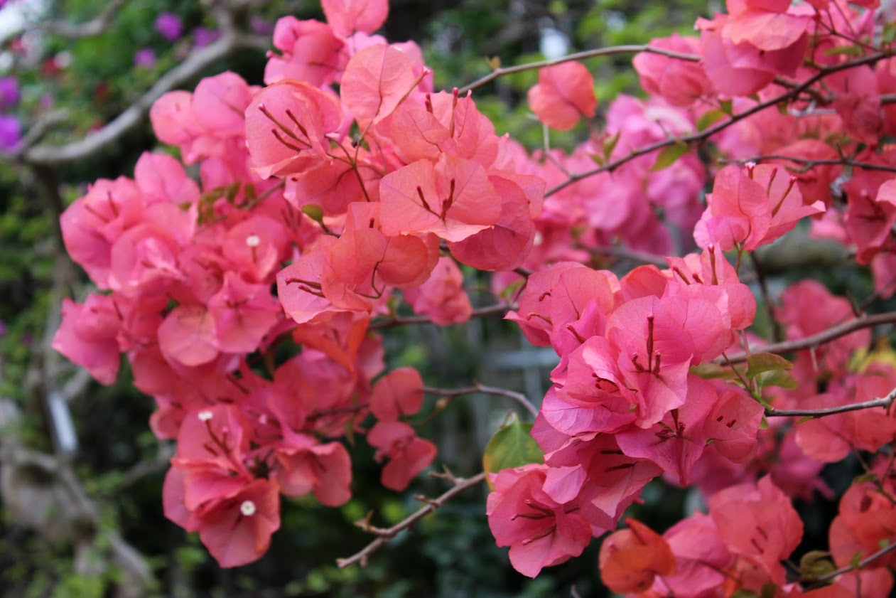 Цветущая июньская Япония: сезон гортензий, ирисов и роз (и вроде как дождей)