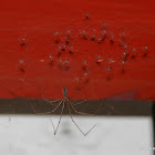 Cellar spider