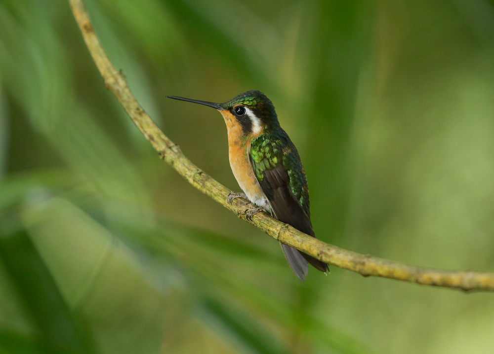 White-throated Mountain-gem