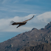 Io sono "libero" ..  di 