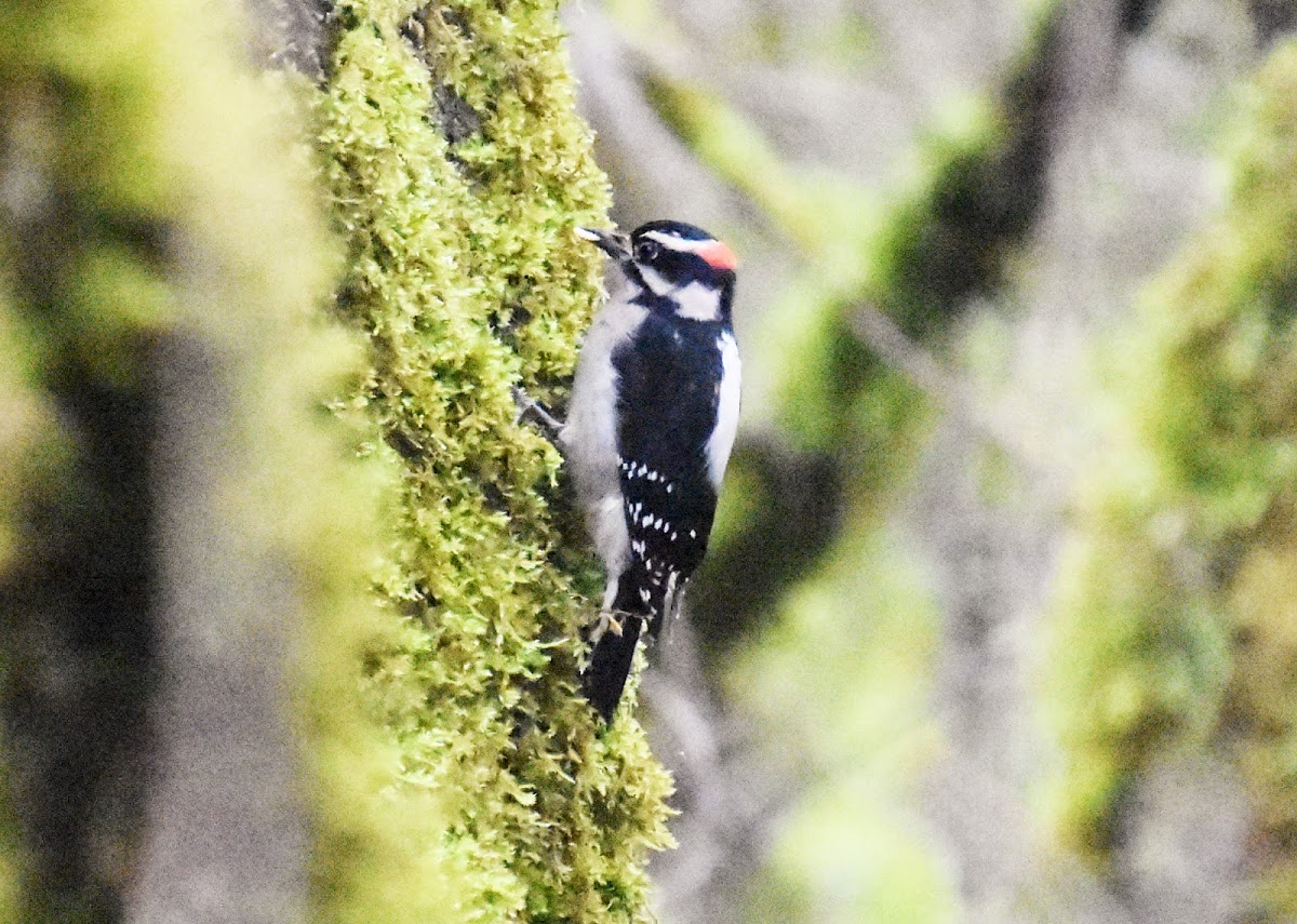 Hairy woodpecker