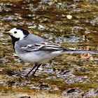 The white wagtail