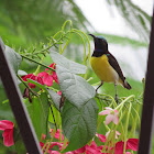 Purple-rumped Sunbird