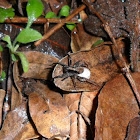 Wolf spider