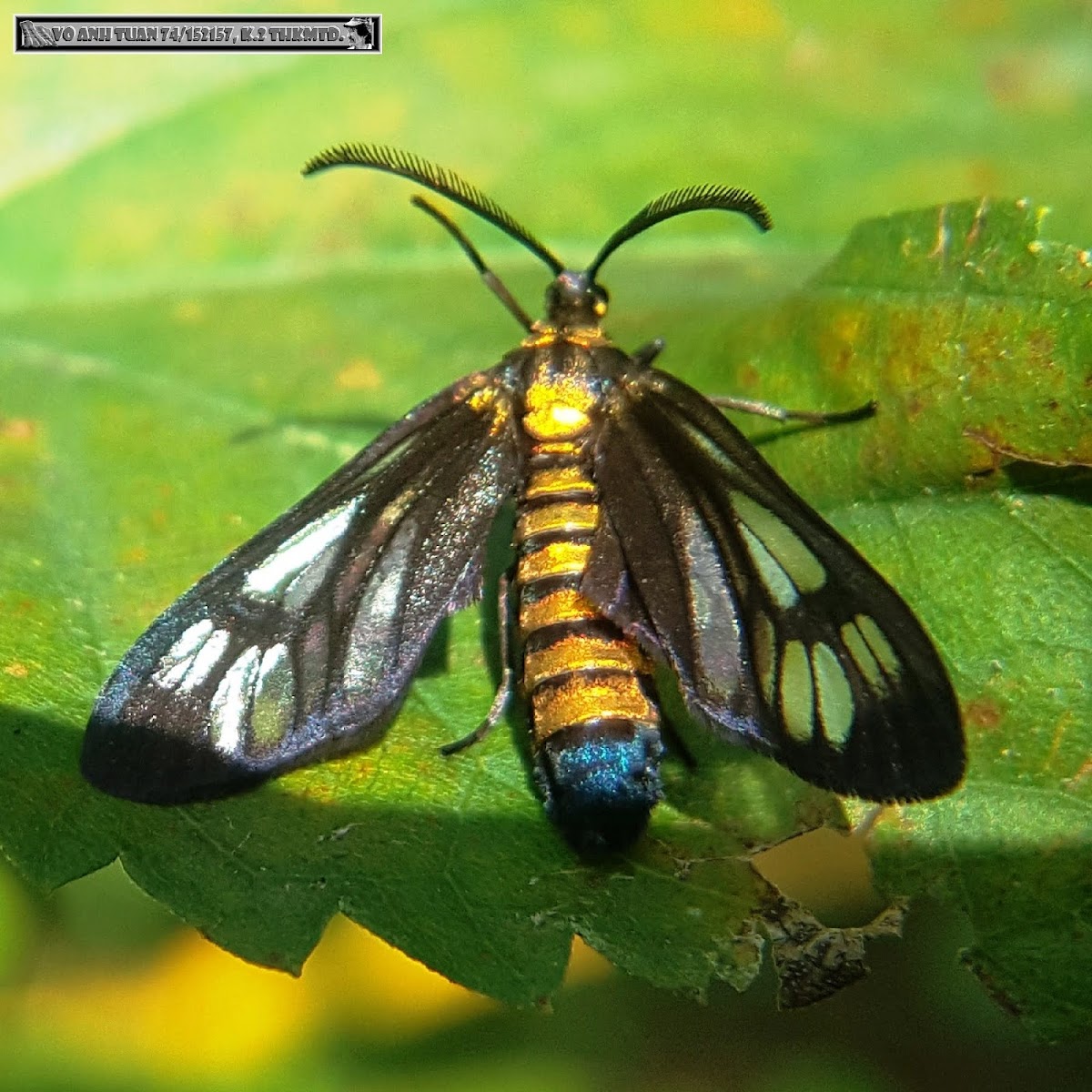 Striped moth