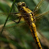 Black-tailed skimmer