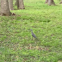 Yellow-crowned Night Heron