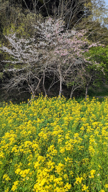 バモスホビオの札森さくら街道・桜並木・桜吹雪・花筏・桜コラボ🌸に関するカスタム事例の投稿画像6枚目