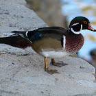 Wood duck (Male)