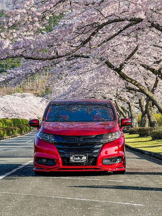 オデッセイのclub.M・2024年🌸コラボ・サクラと愛車・4月13日遠征・富士霊園に関するカスタム事例の投稿画像4枚目
