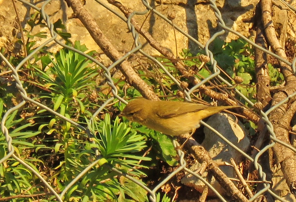 Chiffchaff