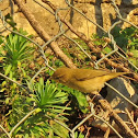 Chiffchaff