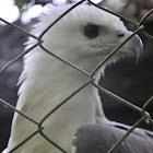 White-bellied sea eagle