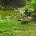 Wild Boar and unknown Birds