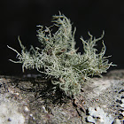 Strigose/Bushy Beard Lichen