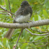 Black Phoebe