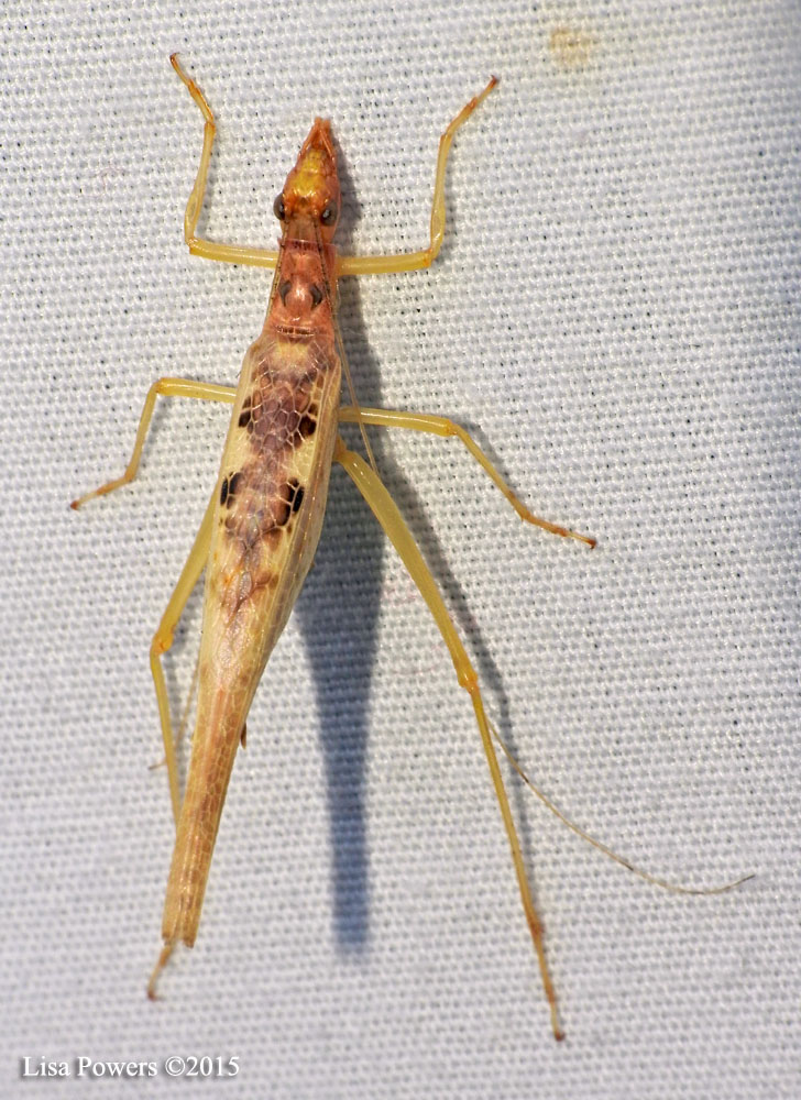 Two-spotted Tree Cricket