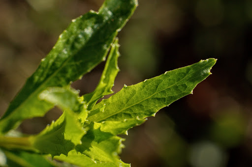 Lobelia urens