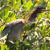 Green Heron