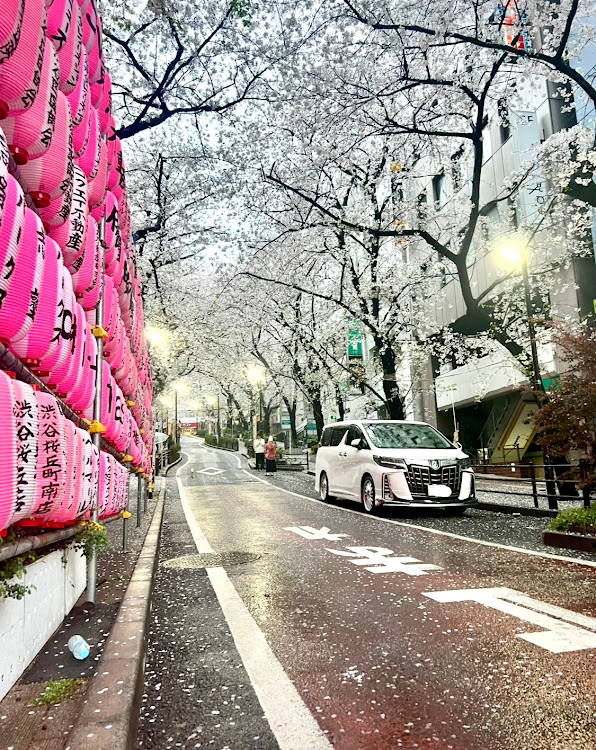 アルファードの桜シーズン開幕・サクラと愛車・雨の日の1枚・テレビコマーシャル店舗・4月もよろしくお願い致します🌸に関するカスタム事例の投稿画像1枚目