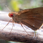 Common Redeye.