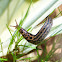 Leopard slug