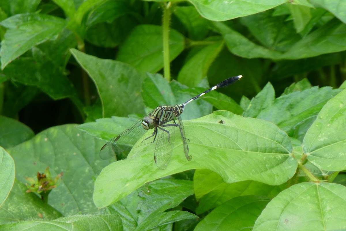 Ground Skimmer