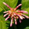 Indian snakeroot