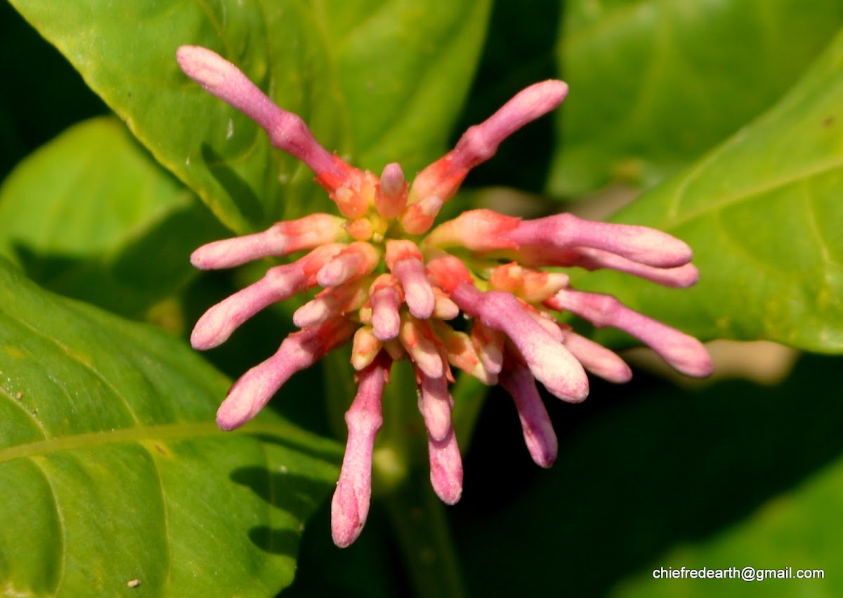 Indian snakeroot