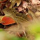 Brown Anole